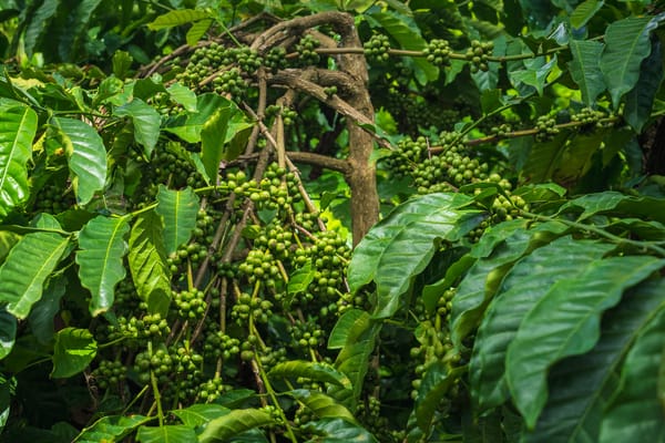 Planter's Diary: Sound and Silence in Coffee Country